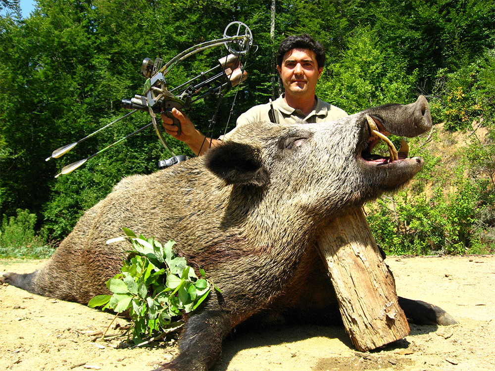 Boar taken in Turkey with Liberty One bow